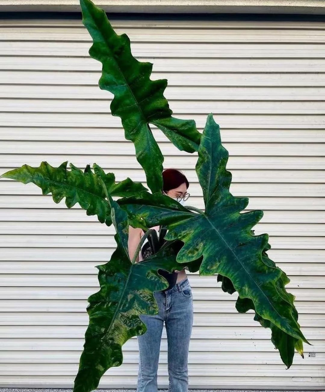 Alocasia Sabrina Starter Plant **(ALL PLANTS Require You to