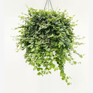 Ficus pumila variegata ( variegated creeping fig )Starter Plant (ALL STARTER PLANTS require you to purchase 2 plants!)