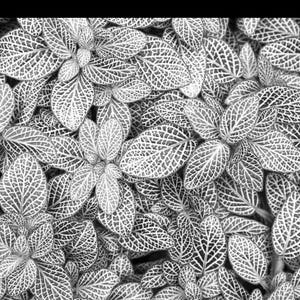 Fittonia White (nerve plant) Starter Plant (ALL STARTER PLANTS require you to purchase 2 plants!)