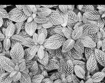 Fittonia White (nerve plant) Starter Plant (ALL STARTER PLANTS require you to purchase 2 plants!)