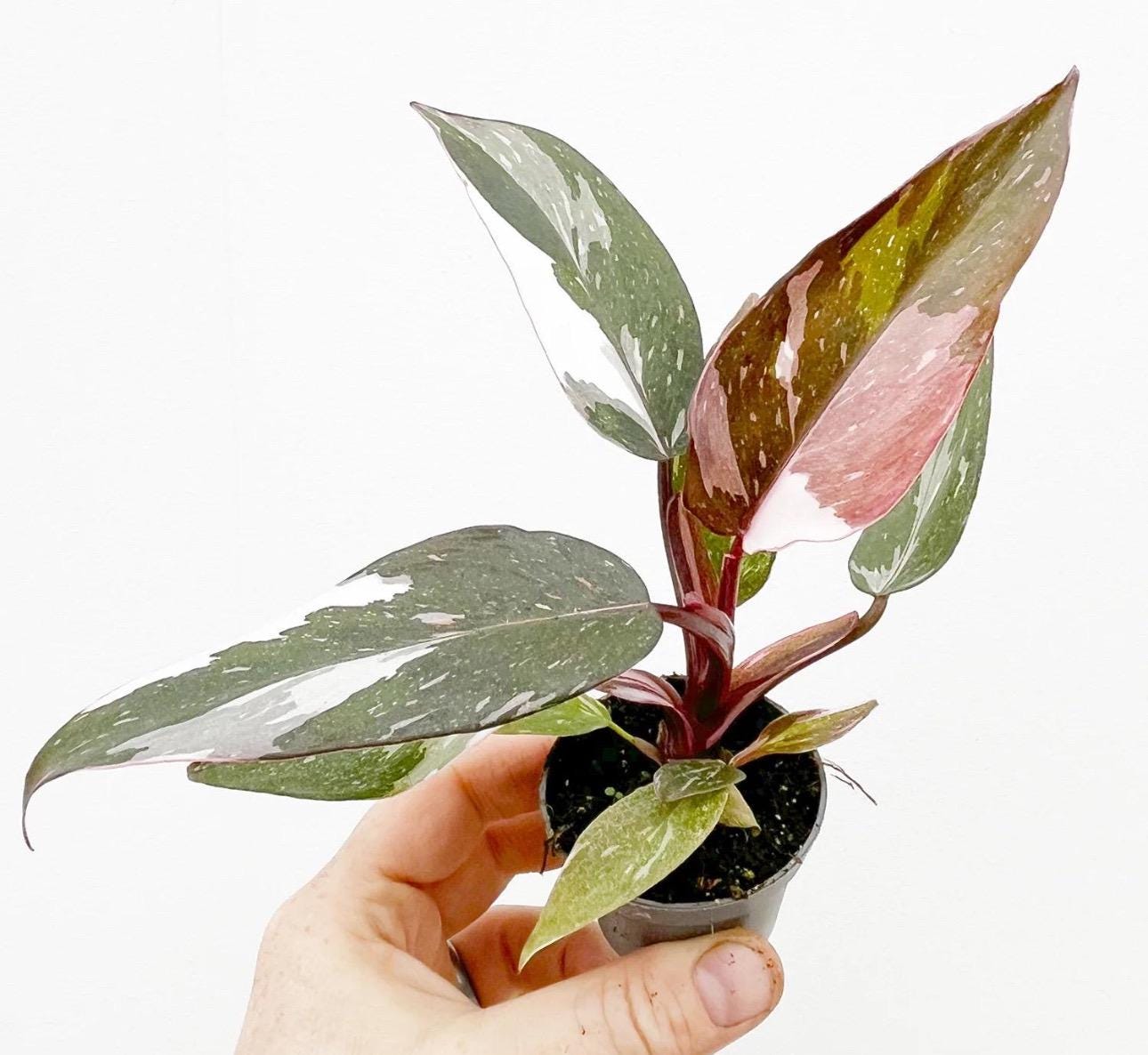 philodendron green dragon variegated Philodendron Green Dragon - House Plants Delivery Toronto Canada main image 1