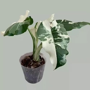 Alocasia okinawa silver starter plant (ALL STARTER PLANTS require you to purchase 2 plants!)