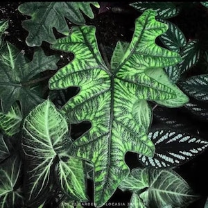 Planta de inicio Alocasia Jacklyn (¡TODAS LAS PLANTAS DE INICIO requieren la compra de 2 plantas!)