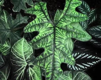 Alocasia Jacklyn Starter Plant (ALL STARTER PLANTS require you to purchase 2 plants!)