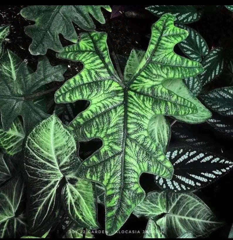 Alocasia Jacklyn Starter Plant ALL STARTER PLANTS Require You to