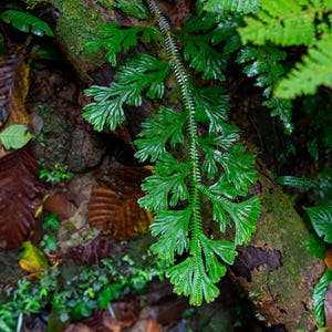 Selaginella Kraussiana “green spikemoss” 2” pot (ALL STARTER PLANTS require you to purchase 2 plants!)