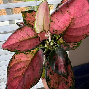 Aglaonema Wishes starter plant (ALL STARTER PLANTS require you to purchase 2 plants!)