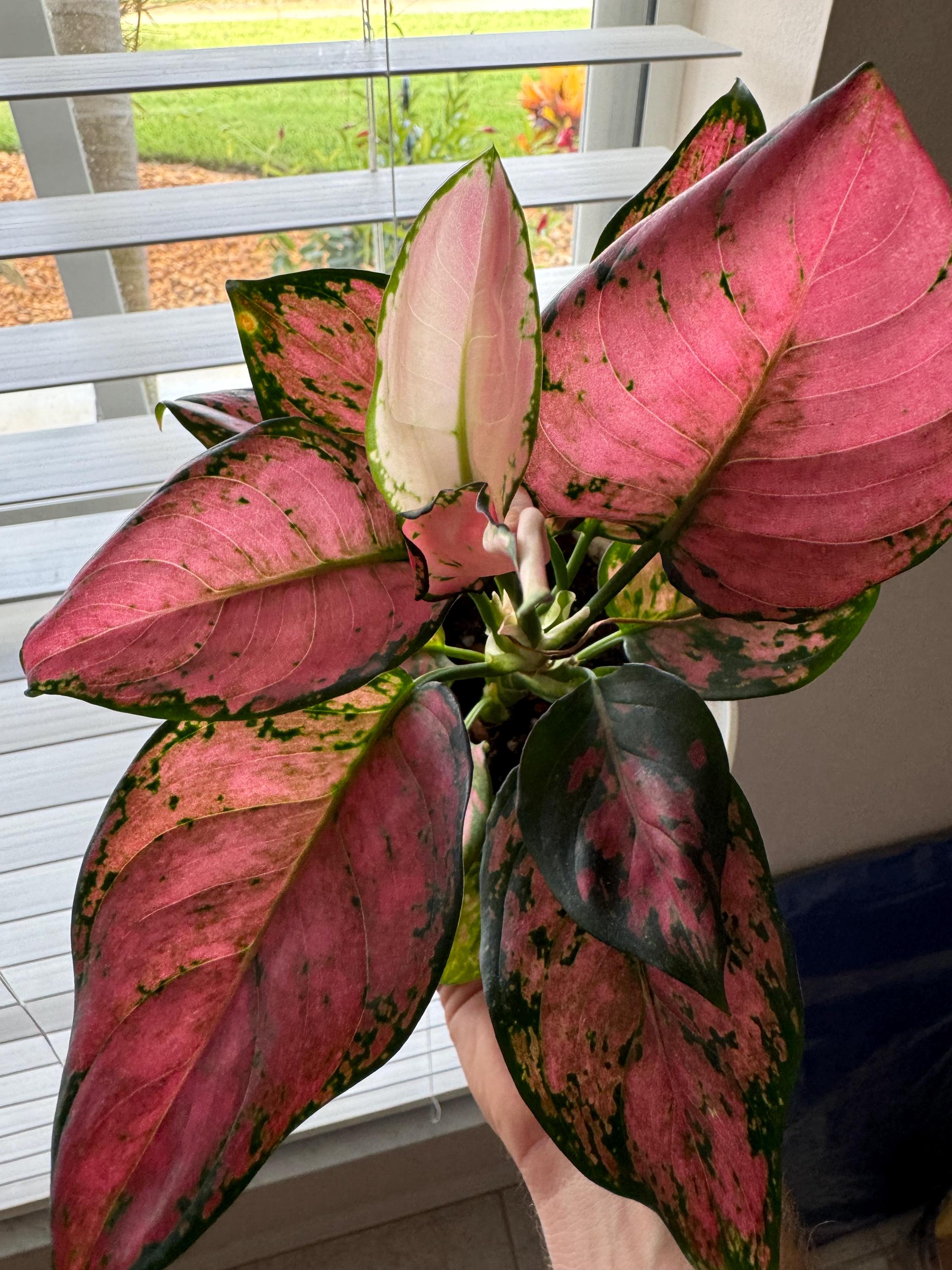 Aglaonema Wishes starter plant (ALL STARTER PLANTS require you to purchase  2 plants!)