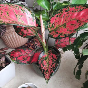 buy philodendron brasil australia Philodendron 'Brasil' Houseplant main image 1