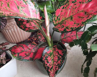 特価 朝方迄限定特価 Aglaonema pictum 【Weed】 特価 朝方迄限定特価 Aglaonema pictum 【Weed】 朝方迄超特価【Weed