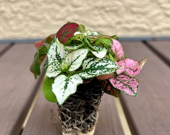 Hypoestes Mix starter plant (Polka Dot Plant) **ALL starter plants require you to purchase 2 plants! **