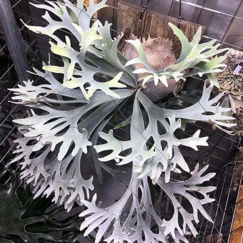 Platycerium .sp Bifurcatum White Starter Plant (ALL PLANTS Require