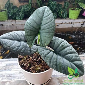 Alocasia Reginae Starter Plant (ALL STARTER PLANTS require you to purchase 2 plants!)