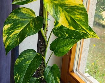 Golden Pothos Starter Plant (ALL STARTER PLANTS require you to purchase 2 plants!)