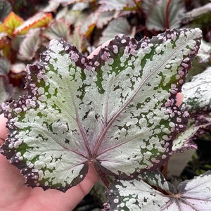 Begonia Rex Jurassic Dino 'Polka Dot'  starter Plant (ALL STARTER PLANTS require you to purchase 2 plants!)