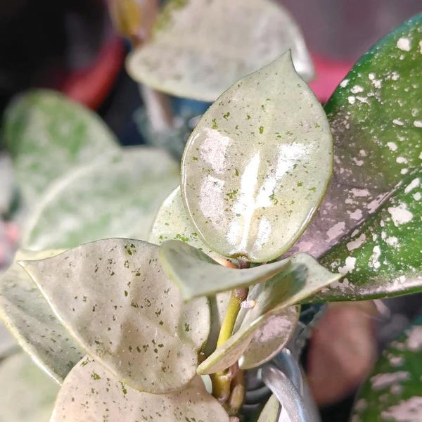 Hoya Lacunosa silver mint coin 2” Plant (ALL PLANTS require you to purchase 2 plants!)**