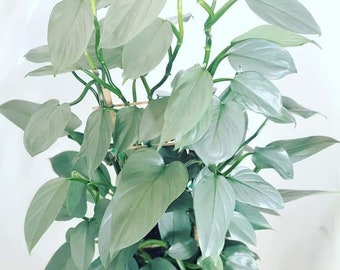 Philodendron silver sword (hastatum) Starter Plant (ALL STARTER PLANTS require you to purchase 2 plants!)