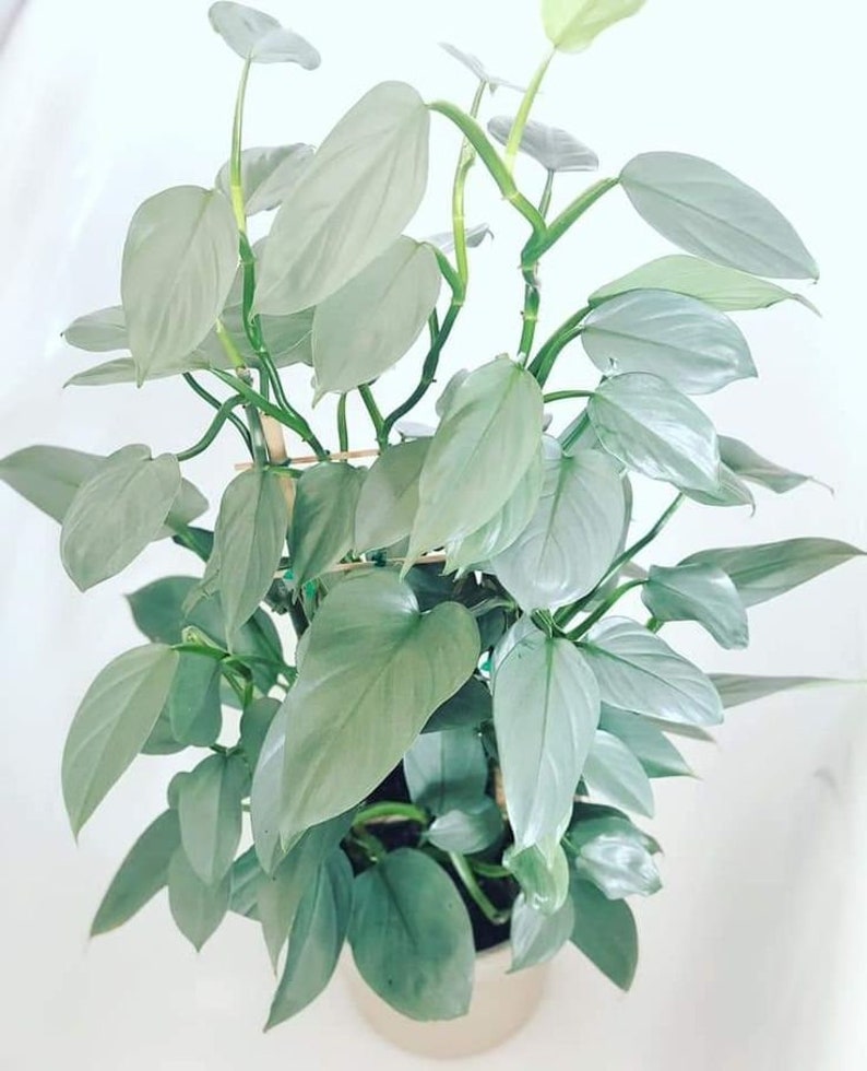 Philodendron silver sword hastatum Starter Plant ALL STARTER PLANTS require you to purchase 2 plants image 1