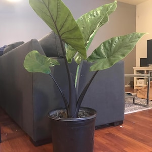 May include: A large green houseplant with dark, almost black stems, growing in a black plastic pot. The plant has large, wide leaves with prominent veins.