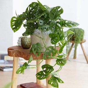 Monstera Adansonii - Plant de départ (TOUS LES PLANTES DE DÉPART nécessitent l'achat de 2 plants !)