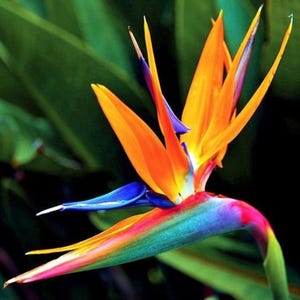 Orange Bird of Paradise starter plant (ALL STARTER PLANTS require you to purchase 2 plants!)