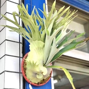 Platycerium akki “veitchii silver x veitchii wild” Staghorn Fern Starter Plant (ALL PLANTS require you to purchase 2 plants!)**