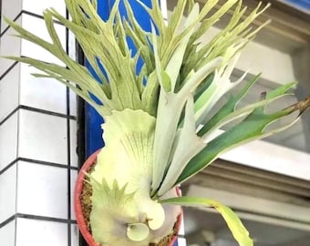 Platycerium Akki “veitchii Silver X Veitchii Wild” Staghorn Fern