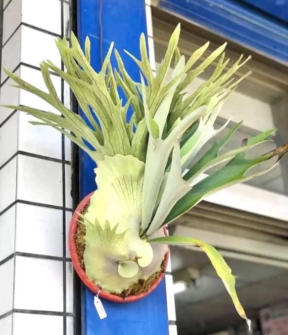 Platycerium Akki “veitchii Silver X Veitchii Wild” Staghorn Fern