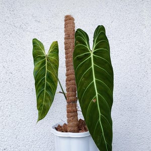 Filodendro melanochrysum en maceta de 4” (¡TODAS LAS PLANTAS requieren la compra de 2 plantas!)