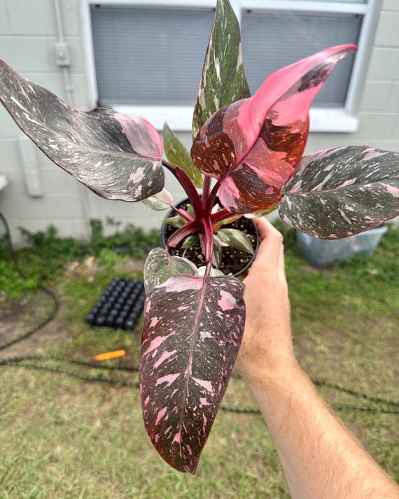 Philodendron marble cherry princess starter plant **(ALL plants require you  to purchase ANY 2 plants!)**