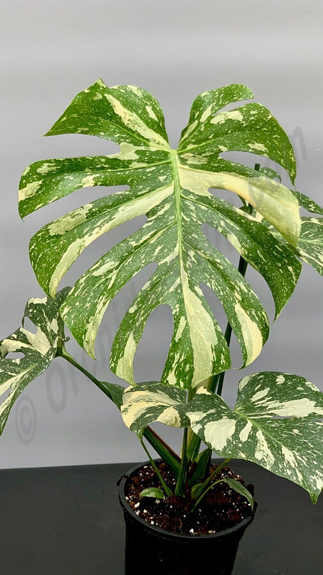 Monstera Thai Constellation Starter Plant 2 Pack Etsy