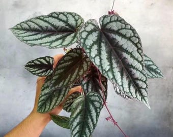 May include: A houseplant with large, heart-shaped leaves. The leaves are a silvery green with dark green veins. The plant has thin, reddish-purple stems.