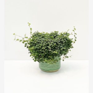 String of frogs 2” pot (ALL PLANTS require you to purchase 2 plants!)