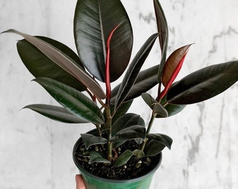 Ficus Elastica Burgundy "Rubber tree" Starter Plant (ALL STARTER PLANTS require you to purchase 2 plants!)