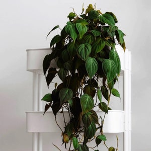 Plante de démarrage Philodendron micans (TOUTES LES PLANTES DE DÉMARRAGE nécessitent l'achat de 2 plantes !)