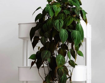 Philodendron micans Starter Plant (ALL STARTER PLANTS require you to purchase 2 plants!)