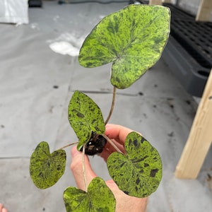 Colocasia Mojito "Esculenta" Elephant Ear Starter Plant. **ALL starter plants require you to purchase 2 plants! ** image 5