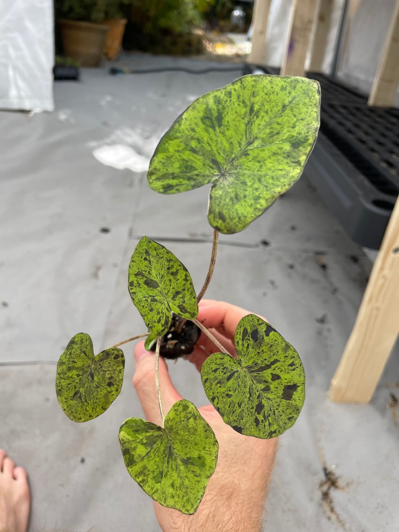 Colocasia Mojito "Esculenta" Elephant Ear Starter Plant. **ALL starter plants require you to purchase 2 plants! ** image 5