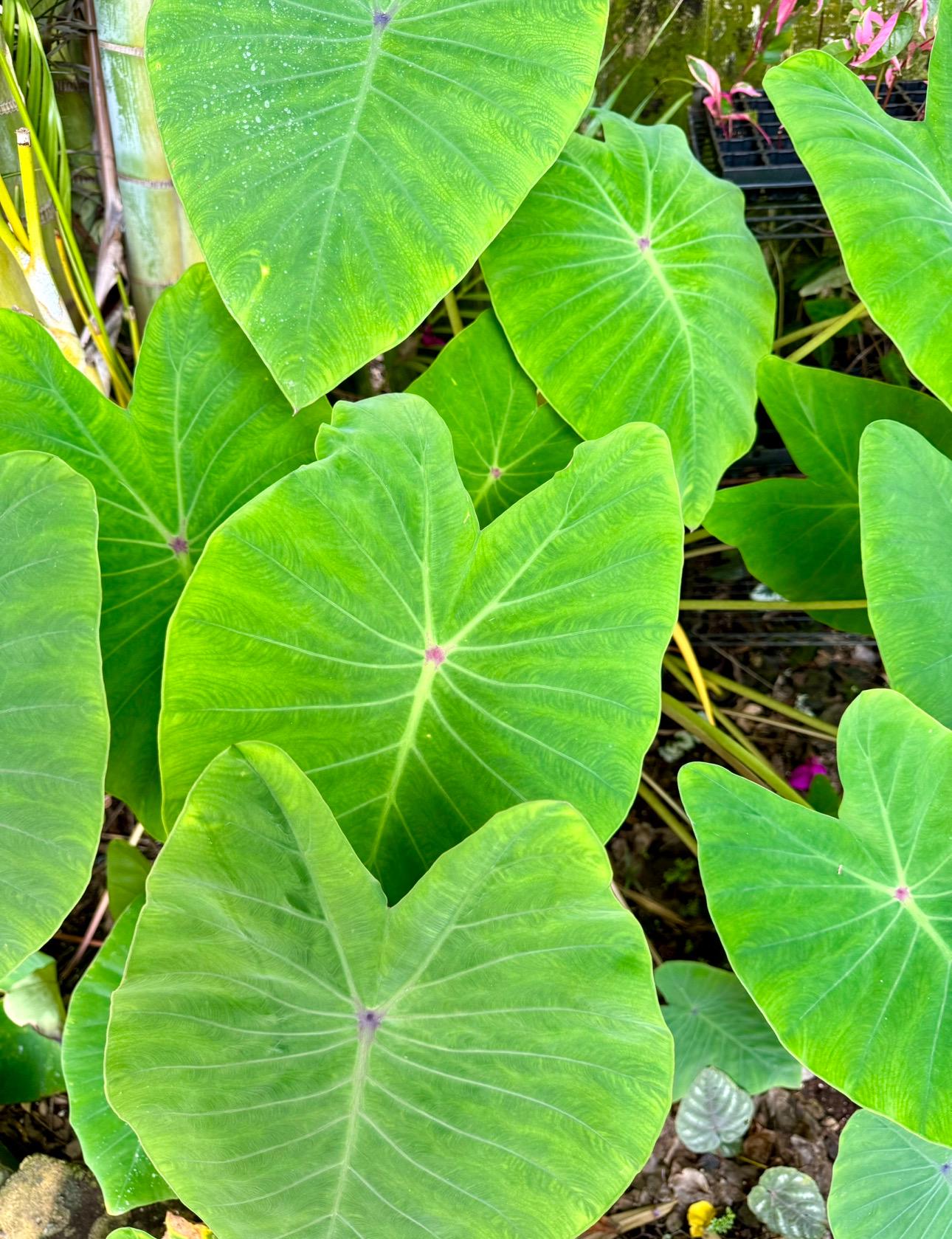 Colocasia Blue Hawaii Starter Plant (ALL STARTER PLANTS Require
