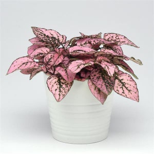 Hypoestes Pink (Polka Dot Plant) starter plant **ALL starter plants require you to purchase 2 plants! **