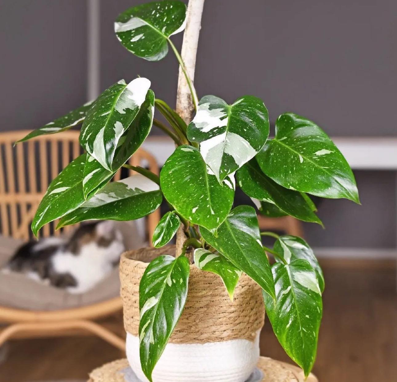 laurel the plant Otto Luyken Cherry Laurel | 24-30in. sprd | Pack of 6 | Ships in