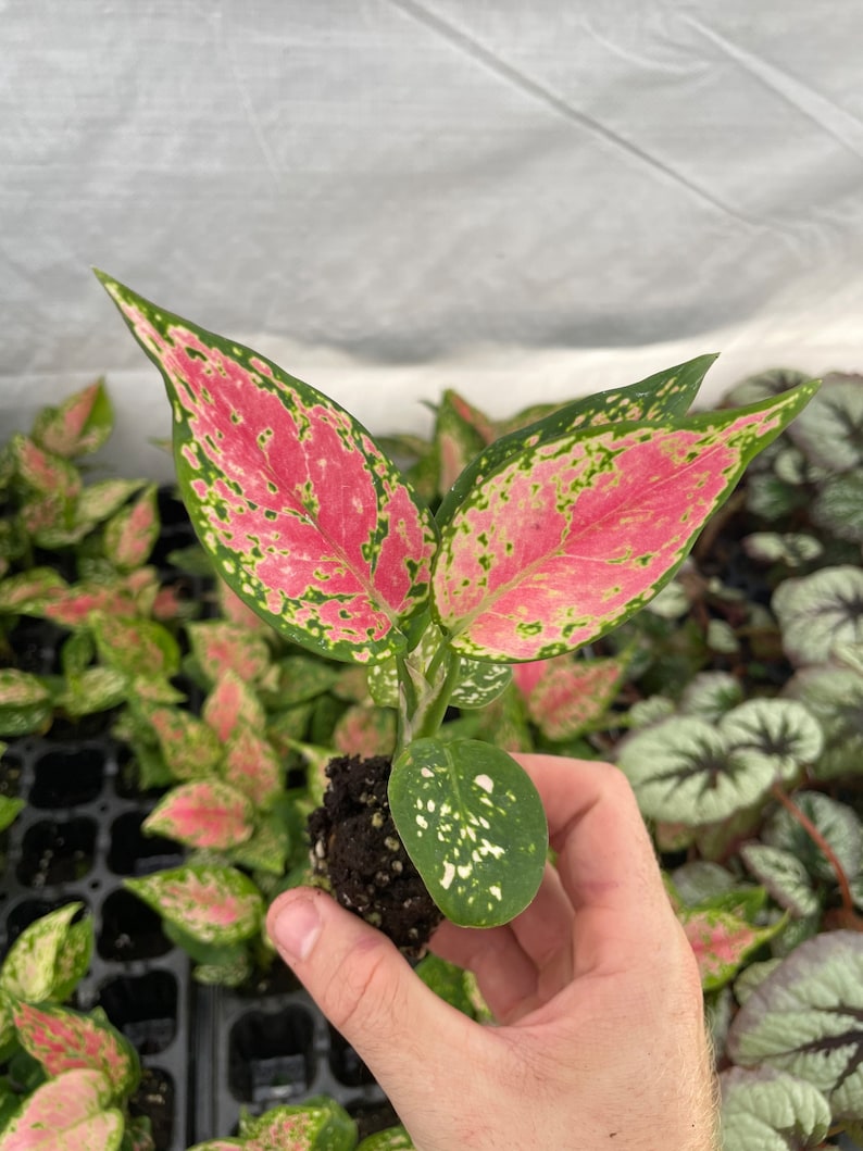 SunshineGreens Aglaonema Favonian Plant