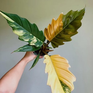 philodendron carmel pluto Starter Plant (ALL STARTER PLANTS require you to purchase 2 plants!)