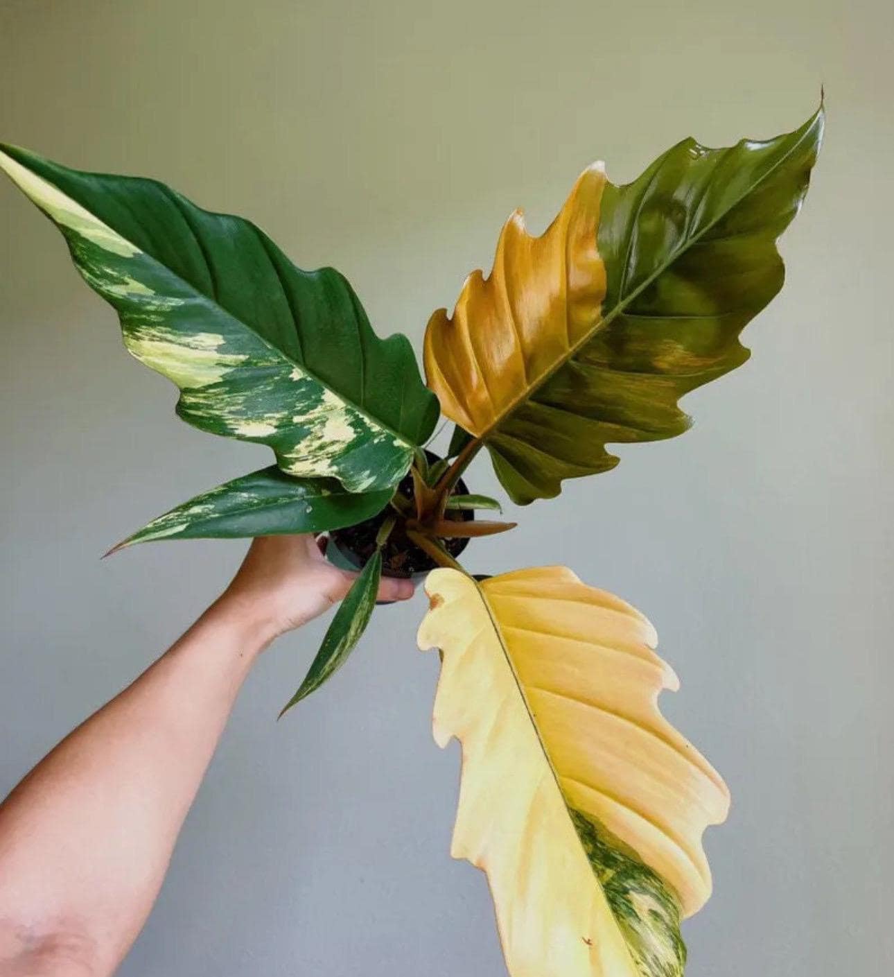 planting weeping willow trees Weeping Willow main image 1