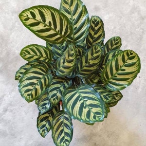 Calathea makoyana ( the peacock plant) Starter Plant (ALL STARTER PLANTS require you to purchase 2 plants!)