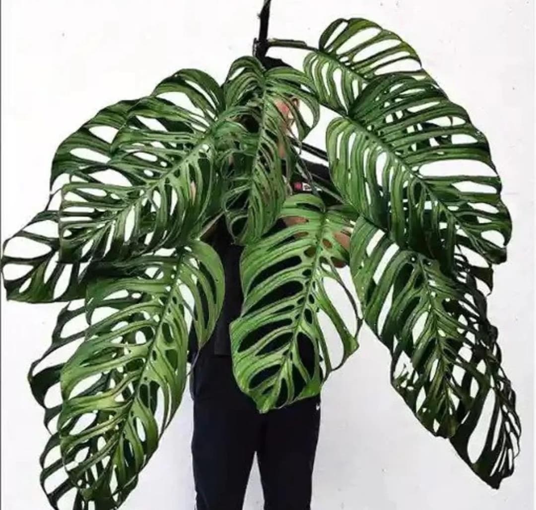 Non TC Monstera Esqueleto 4” Pot (ALL PLANTS Require You to