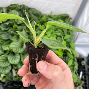 May include: A small green plant with large leaves growing in a brown soil plug. The plant is being held in a hand.