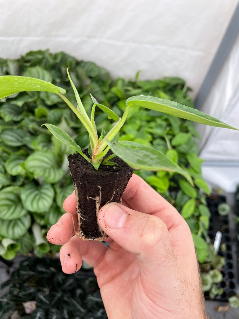May include: A small green plant with large leaves growing in a brown soil plug. The plant is being held in a hand.