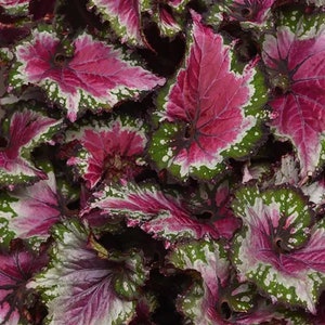 Begonia Rex Jurassic Jr 'Berry Swirl' starter Plant (ALL STARTER PLANTS require you to purchase 2 plants!)