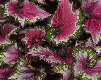 Begonia Rex Jurassic Jr 'Berry Swirl' starter Plant (ALL STARTER PLANTS require you to purchase 2 plants!)